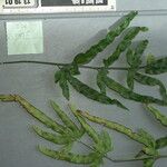 Pteris ensiformis ᱥᱟᱠᱟᱢ