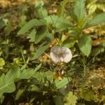 Clitoria mariana Plante entière