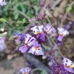 Linaria amethystea Квітка