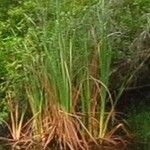 Typha domingensis Blad