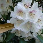 Rhododendron formosanum Blüte