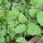 Astilbe rubra Foglia