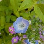 Nemophila phacelioides Цвят