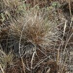 Corynephorus canescens Blatt