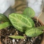 Dischidia ovata Leaf