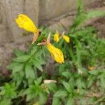 Oenothera fruticosaFlors