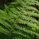 Deparia acrostichoides Leaf