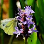 Pontederia cordata Blüte