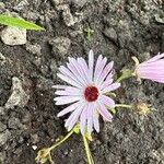 Dorotheanthus bellidiformis Flor