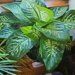 Dieffenbachia oerstedii Liść