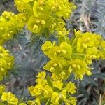 Euphorbia rigida Λουλούδι