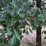 Quercus arkansana Leaf