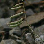 Astragalus austriacus Fruit