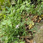 Verbena officinalisFlor