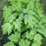 Actaea racemosa Leaf