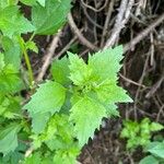 Chenopodiastrum murale Leaf