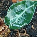 Alocasia longiloba Leaf