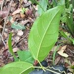 Passiflora laurifolia Folio