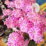 Lewisia cotyledon Floro