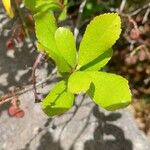 Arbutus unedo Leaf