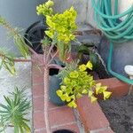 Euphorbia dendroides Leaf