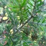 Acacia verticillata Hoja