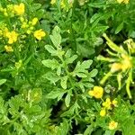 Rorippa sylvestris Folha