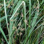 Cyperus longus অভ্যাস