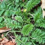 Argentina anserina Leaf