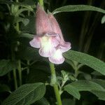 Sesamum indicum Flor