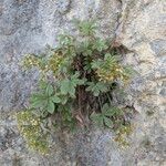 Potentilla caulescens Συνήθη χαρακτηριστικά