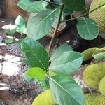 Artocarpus heterophyllus برگ