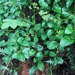 Valeriana dioica Habit