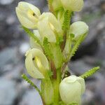 Pedicularis scullyana