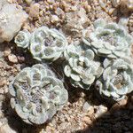 Filago tyrrhenica 形態