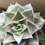 Echeveria purpusiorum Leaf