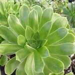 Aeonium balsamiferum 叶