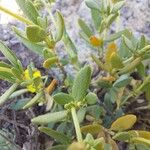Helianthemum squamatum Hoja