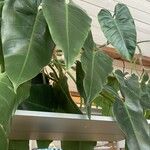 Philodendron erubescensLeaf