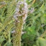 Mentha longifoliaFlower