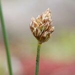 Carex stenophylla Fruto