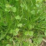 Veronica hederifolia Leaf