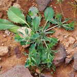 Eryngium ilicifolium