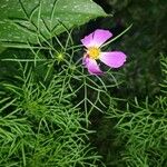 Cosmos bipinnatusBlüte