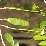 Albizia adinocephala Плод