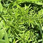 Galium maritimum Leaf