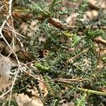 Sarcopoterium spinosum Likasa