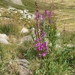 Epilobium angustifoliumVirág