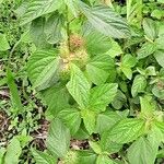 Acalypha aristata Hoja