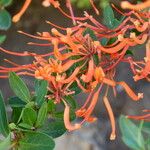 Embothrium coccineum Otro